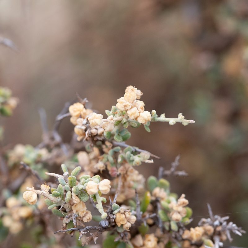 Chenopodium ulicinum, photographed by Kym Nicolson
