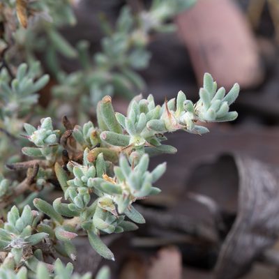 Sclerolaena diacantha, photographed by Kym Nicolson