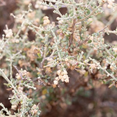 Chenopodium ulicinum, photographed by Kym Nicolson