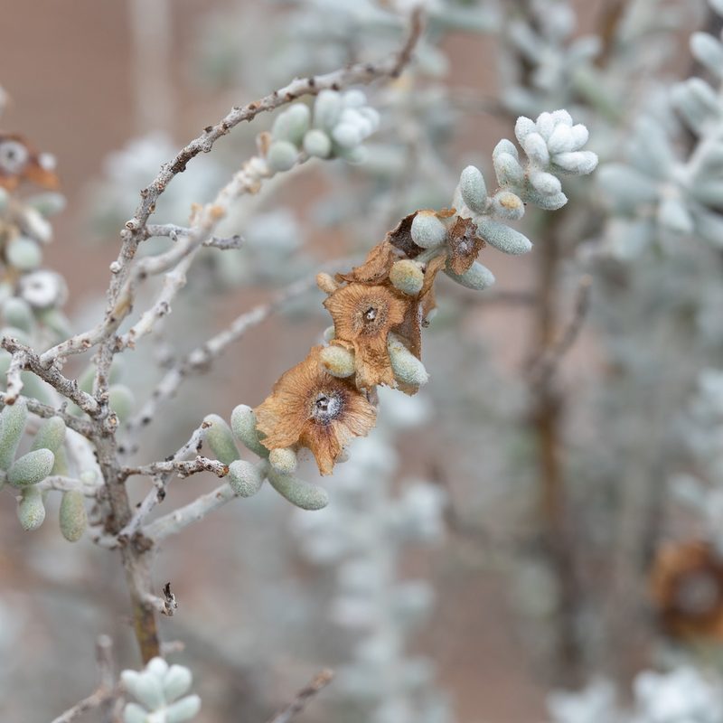 Maireana sedifolia, photographed by Kym Nicolson