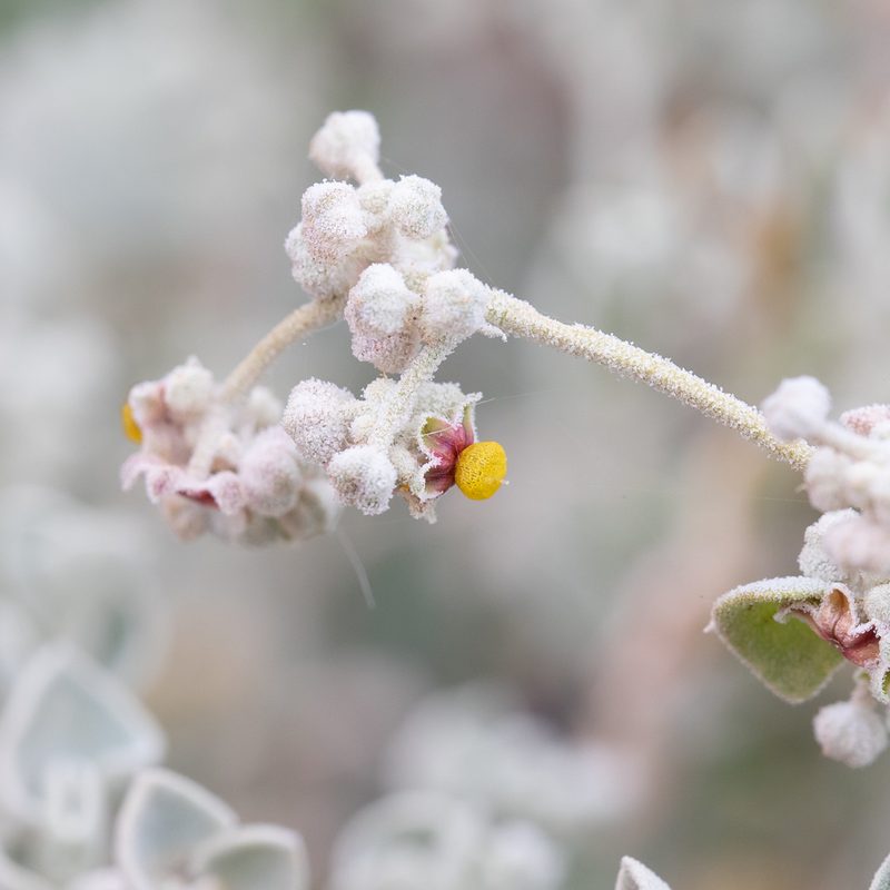Chenopodium curvispicatum, photographed by Kym Nicolson