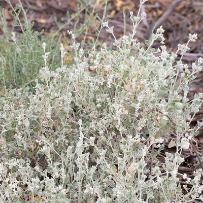 Chenopodium curvispicatum, photographed by Kym Nicolson