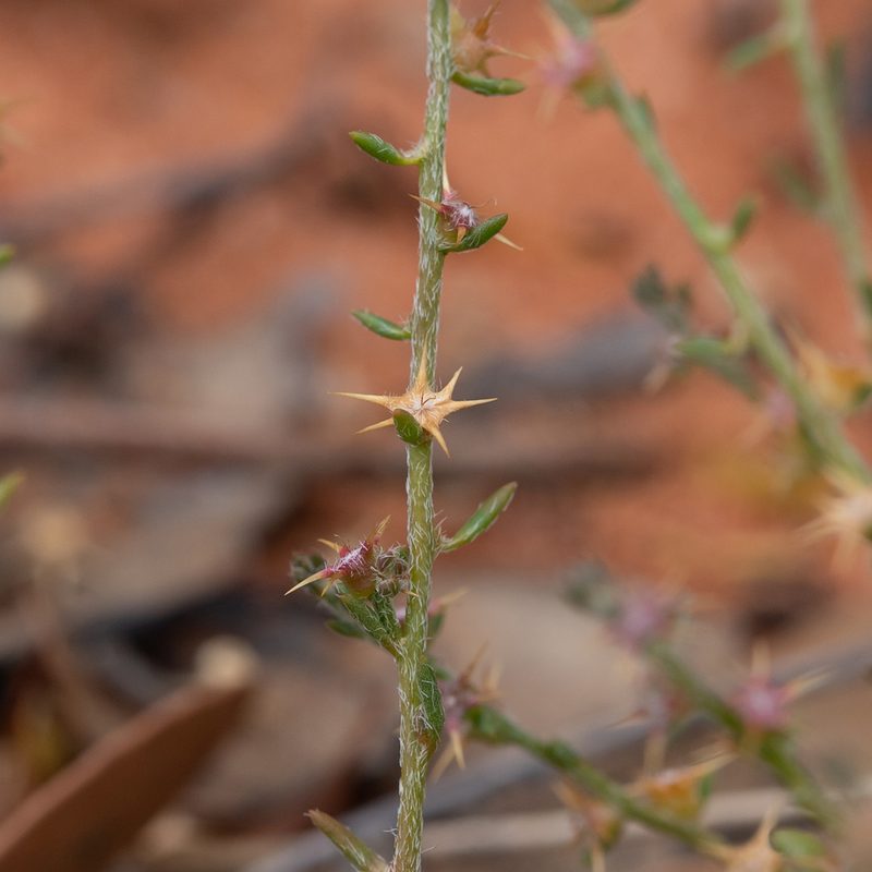 Sclerolaena parviflora, photographed by Kym Nicolson