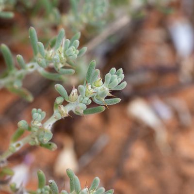 Sclerolaena diacantha, photographed by Kym Nicolson