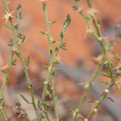 Sclerolaena parviflora, photographed by Kym Nicolson