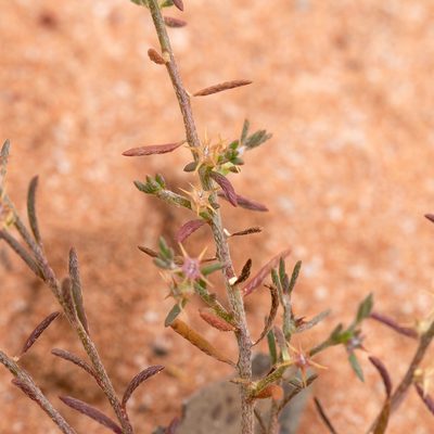 Sclerolaena parviflora, photographed by Kym Nicolson