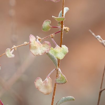 Atriplex stipitata, photographed by Kym Nicolson
