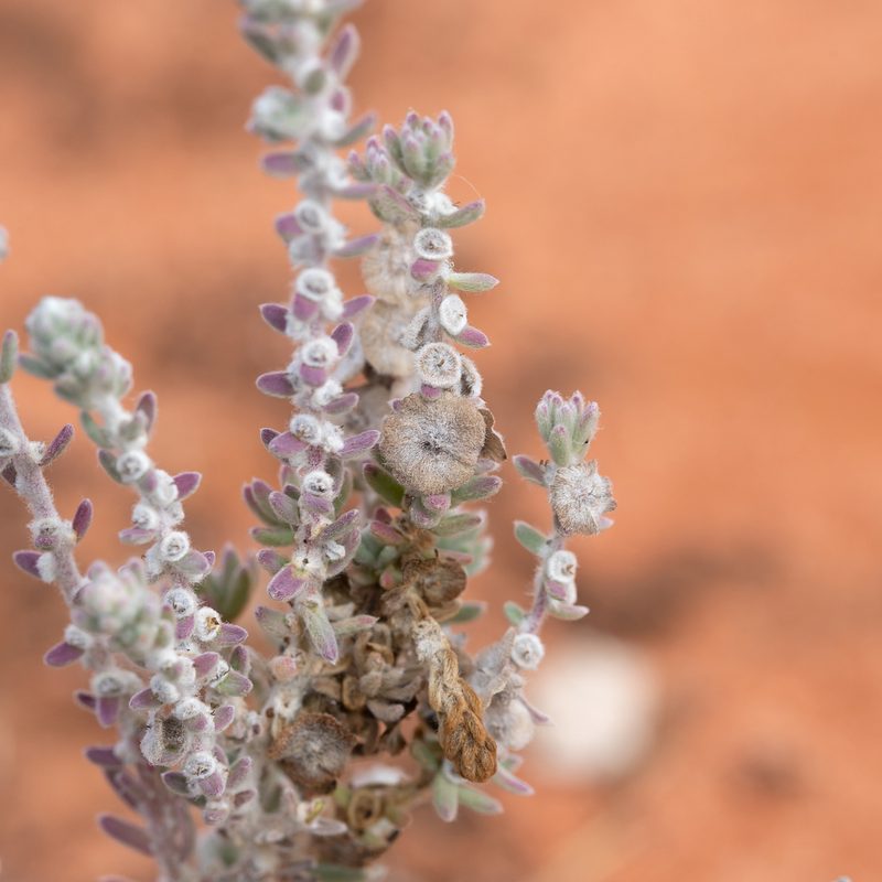 Maireana trichoptera, photographed by Kym Nicolson