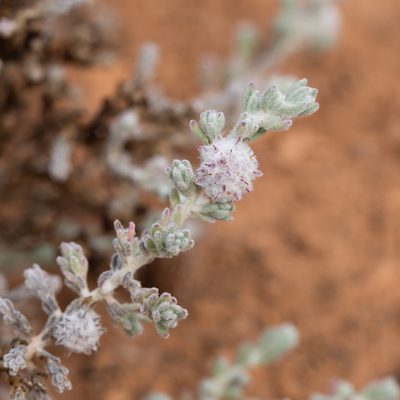 Dissocarpus paradoxus, photographed by Kym Nicolson