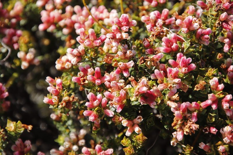 Penaea fucata, photographed by Tony Rebelo