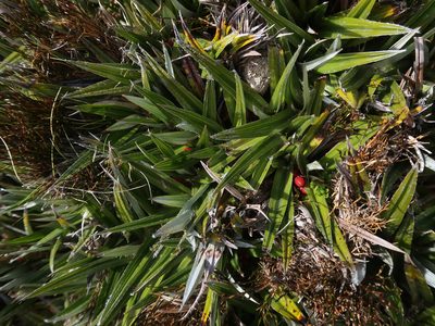 Astelia alpina, photographed by Cowirrie