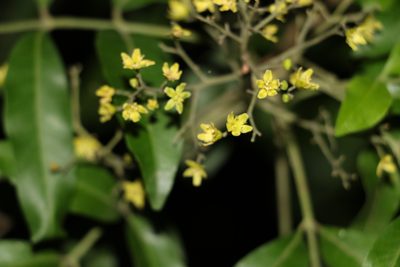 Flindersia xanthoxyla, photographed by Greg Tasney