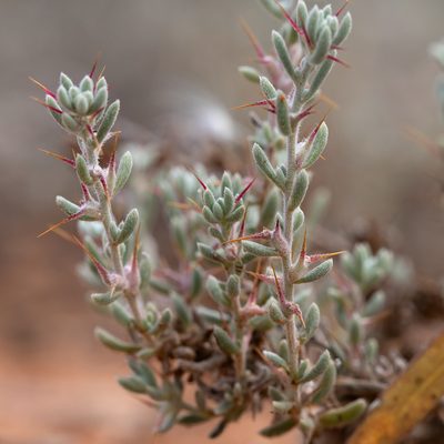 Sclerolaena obliquicuspis, photographed by Kym Nicolson