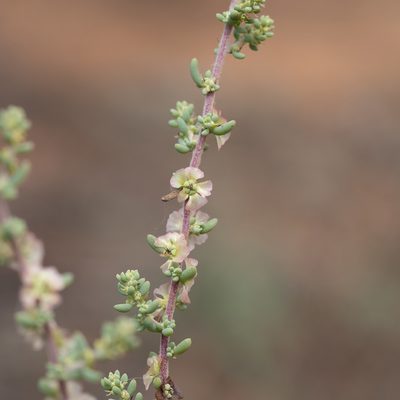 Maireana brevifolia, photographed by Kym Nicolson