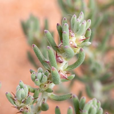 Sclerolaena diacantha, photographed by Kym Nicolson