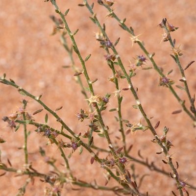 Sclerolaena parviflora, photographed by Kym Nicolson