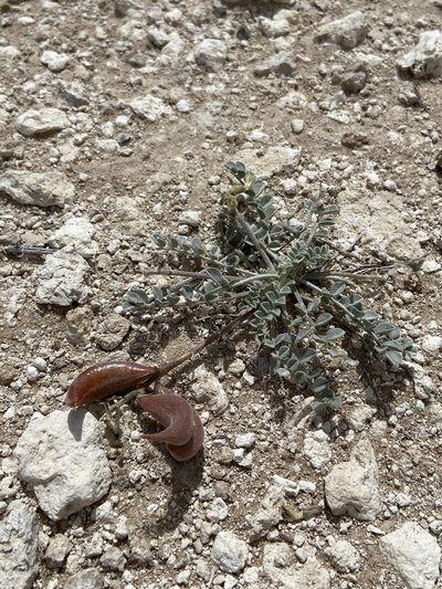 Astragalus tidestromii, photographed by Ciara Hall