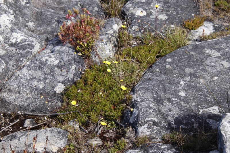 Ursinia nudicaulis, photographed by Tony Rebelo