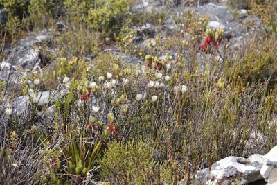 Edmondia pinifolia, photographed by Tony Rebelo