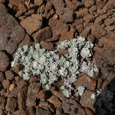 Ewartia catipes, photographed by Cowirrie