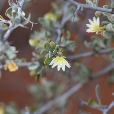 Scaevola spinescens, photographed by Kym Nicolson