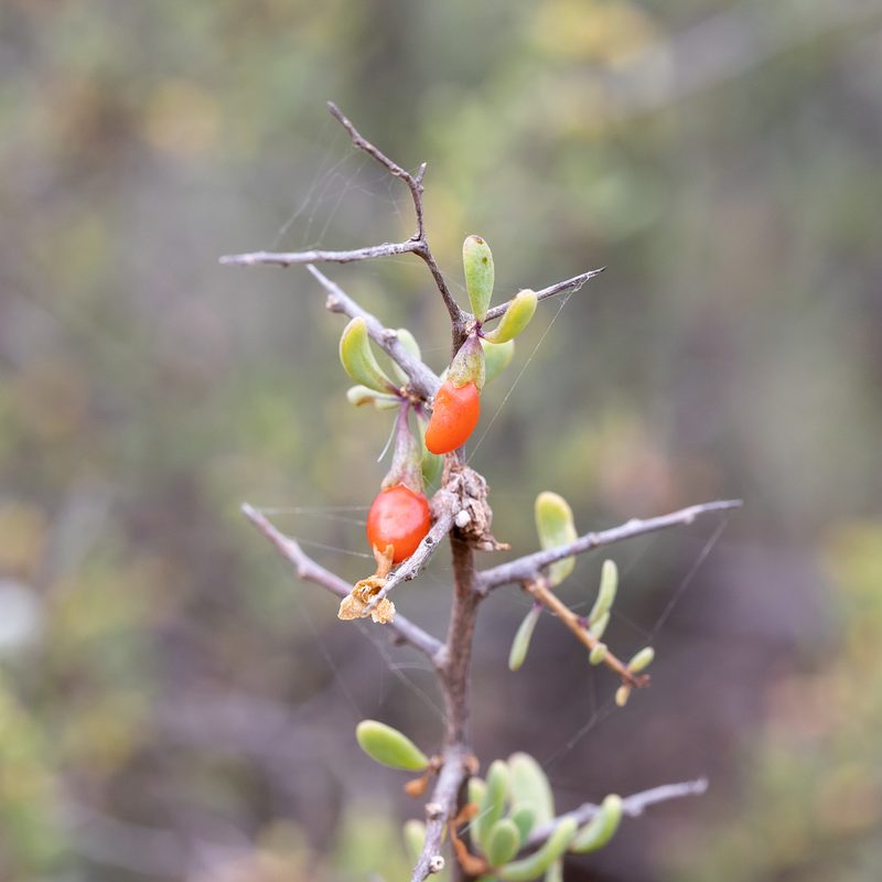 Lycium australe, photographed by Kym Nicolson