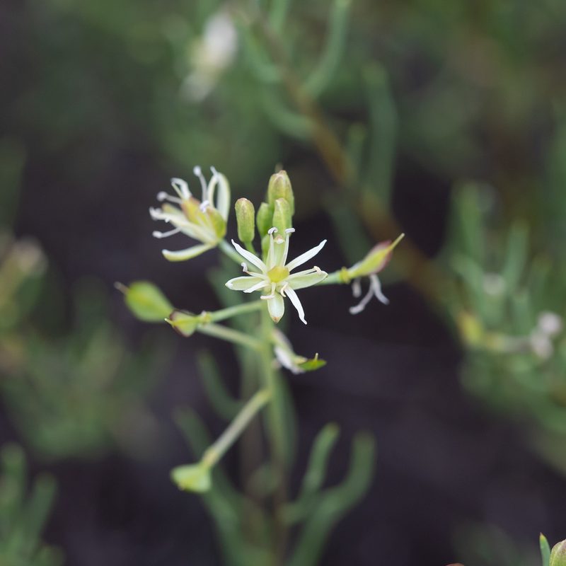 Lepidium leptopetalum, photographed by Kym Nicolson