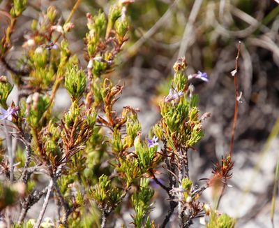 Lobelia pinifolia, photographed by Tony Rebelo