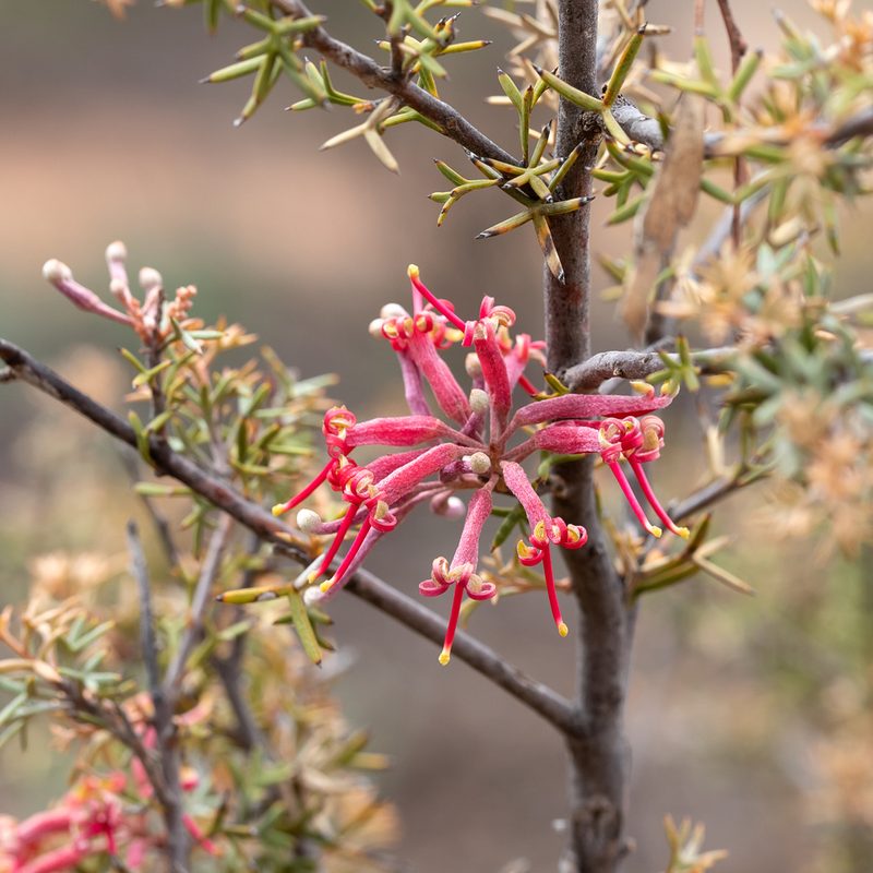 Grevillea huegelii, photographed by Kym Nicolson