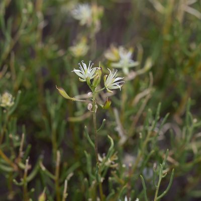 Lepidium leptopetalum, photographed by Kym Nicolson