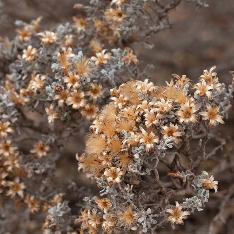 Cratystylis conocephala, photographed by Kym Nicolson