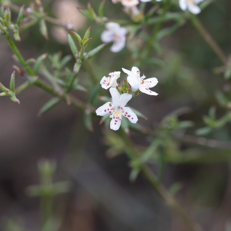 Westringia rigida, photographed by Kym Nicolson