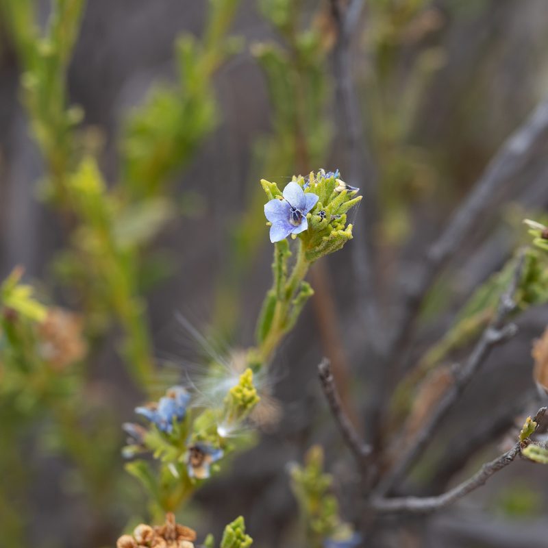 Halgania cyanea, photographed by Kym Nicolson