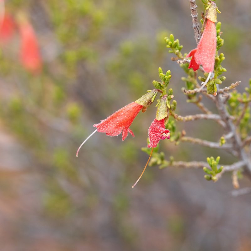Prostanthera aspalathoides, photographed by Kym Nicolson