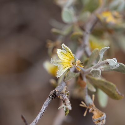 Scaevola spinescens, photographed by Kym Nicolson