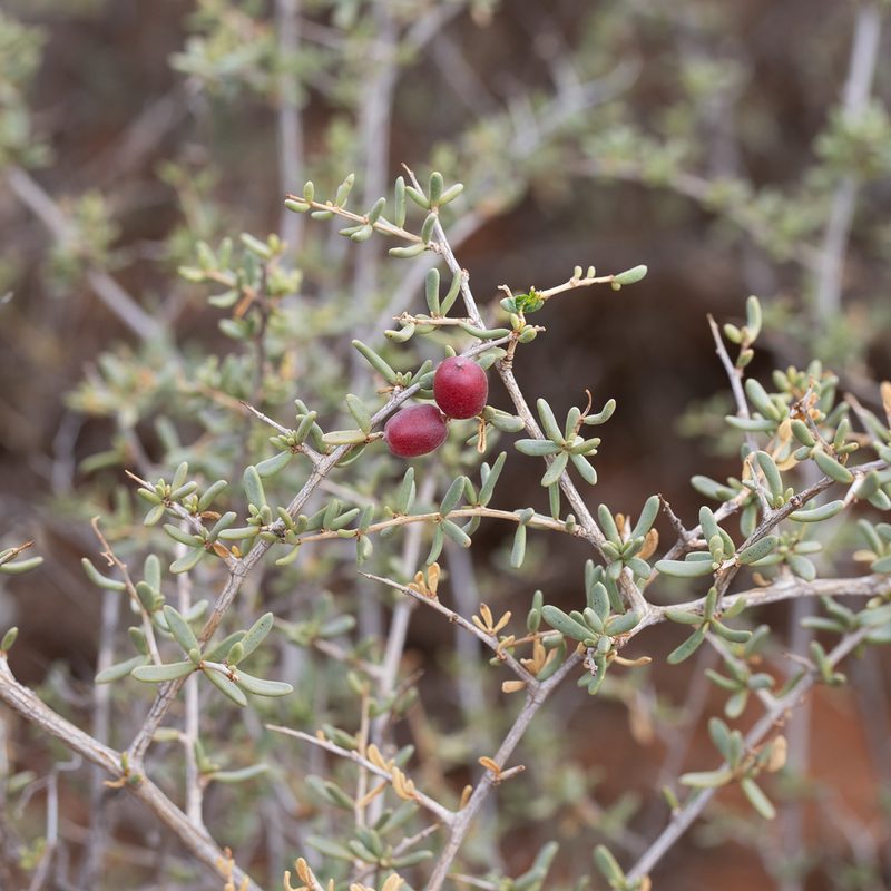 Nitraria billardierei, photographed by Kym Nicolson