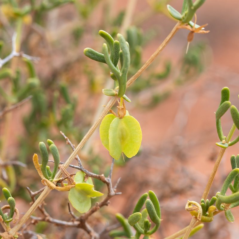 Roepera aurantiaca, photographed by Kym Nicolson