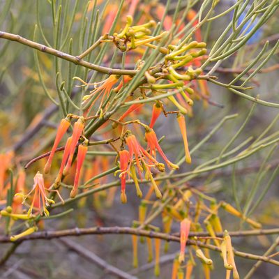 Amyema preissii, photographed by Kym Nicolson
