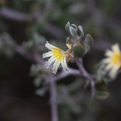 Scaevola spinescens, photographed by Kym Nicolson