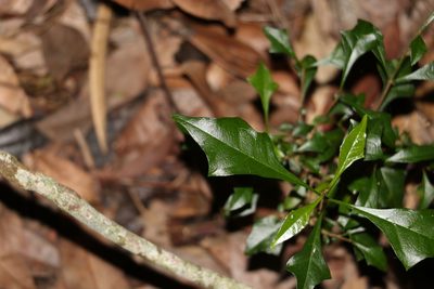 Vitex lignum-vitae, photographed by Greg Tasney