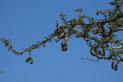 Neltuma affinis, photographed by Hugo Hulsberg