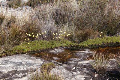 Ursinia nudicaulis, photographed by Tony Rebelo