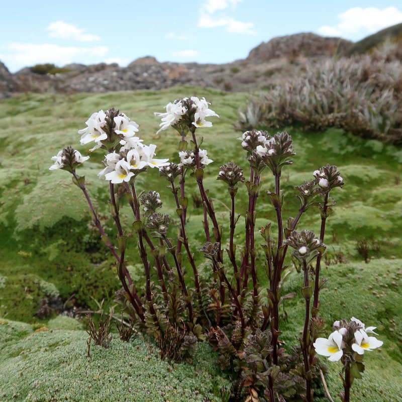 Euphrasia collina, photographed by Cowirrie