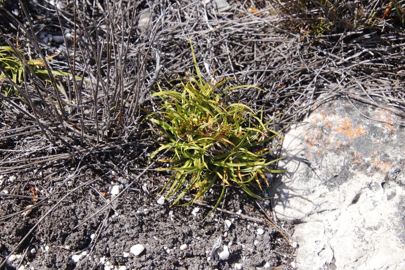 Capeobolus brevicaulis, photographed by Tony Rebelo