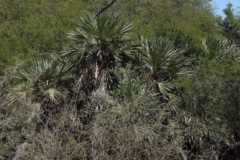 Trithrinax campestris, photographed by Hugo Hulsberg
