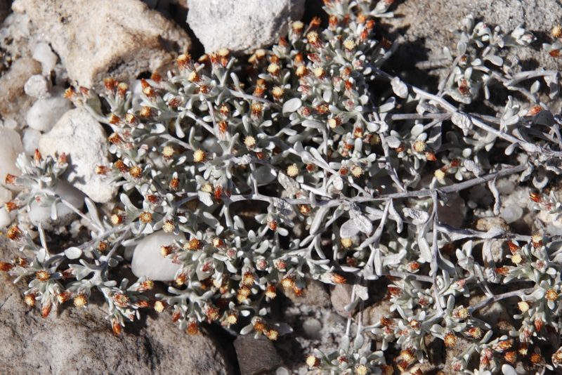Helichrysum tinctum, photographed by Tony Rebelo