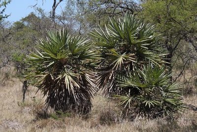 Trithrinax campestris, photographed by Hugo Hulsberg