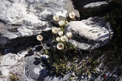 Edmondia pinifolia, photographed by Tony Rebelo