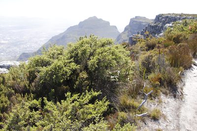 Cliffortia tridentata, photographed by Tony Rebelo