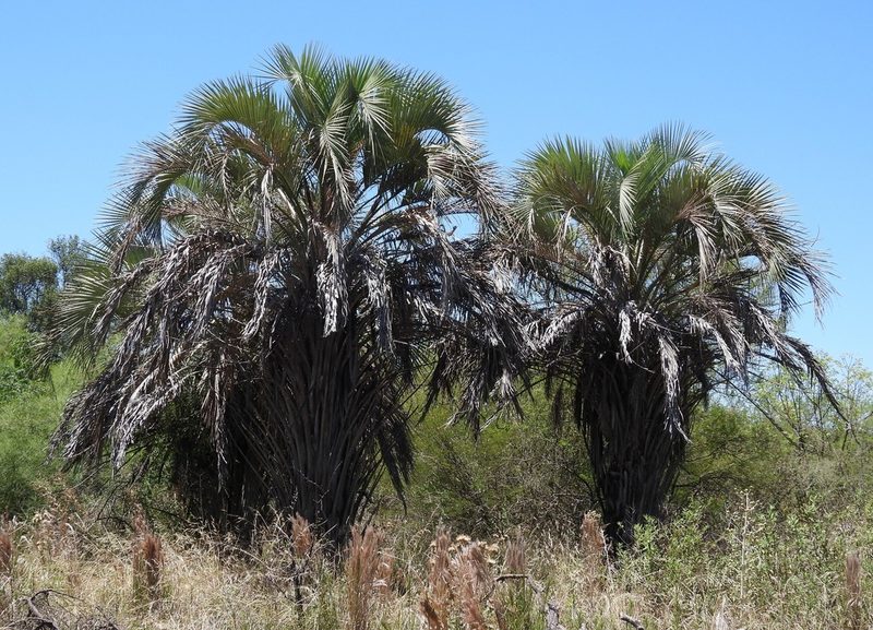 Butia yatay, photographed by Hugo Hulsberg